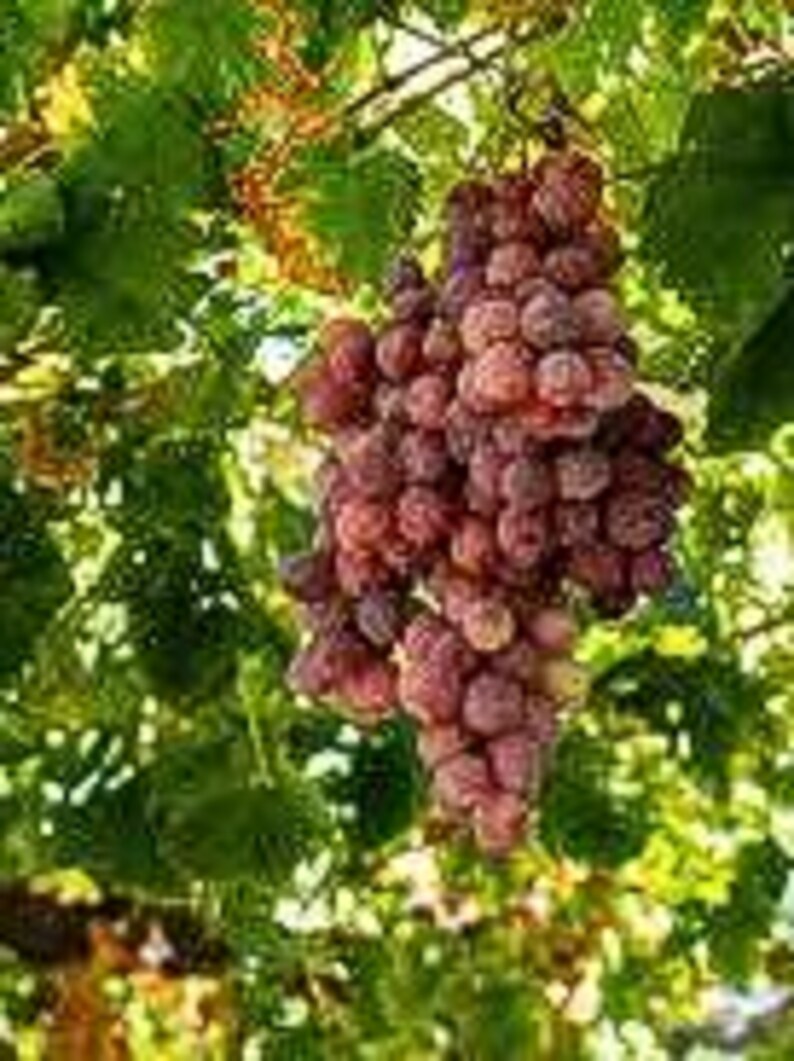 5 Red Concord Grape fruit Seeds-1294 image 2