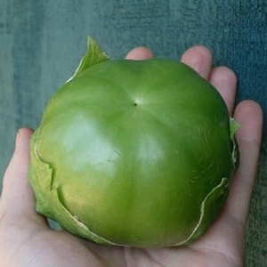 20 Giant Tomatillo Seeds-1090