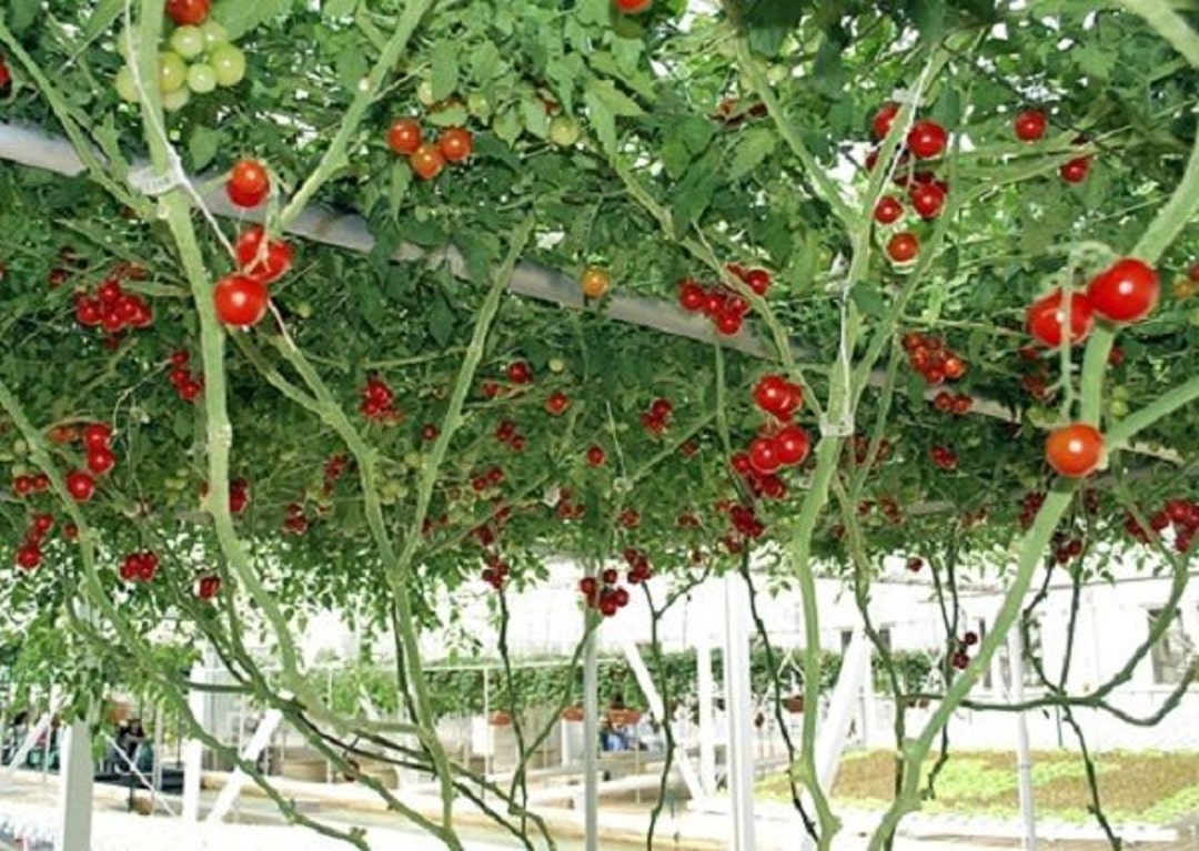 10 Giant Red Tomato Tree Seeds-1123 - Etsy Denmark