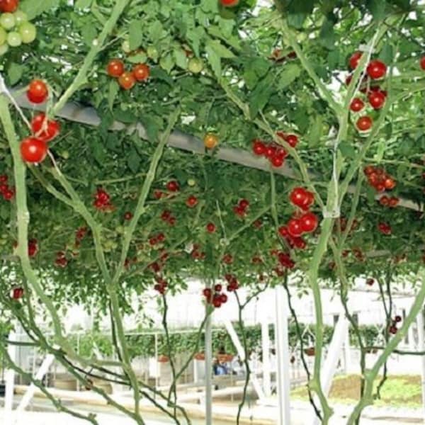 10 Giant  Red Tomato Tree Seeds-1123