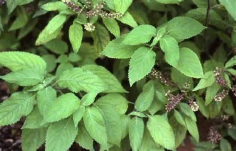 5 Giant African Tree Basil herb Seeds-1120 image 1