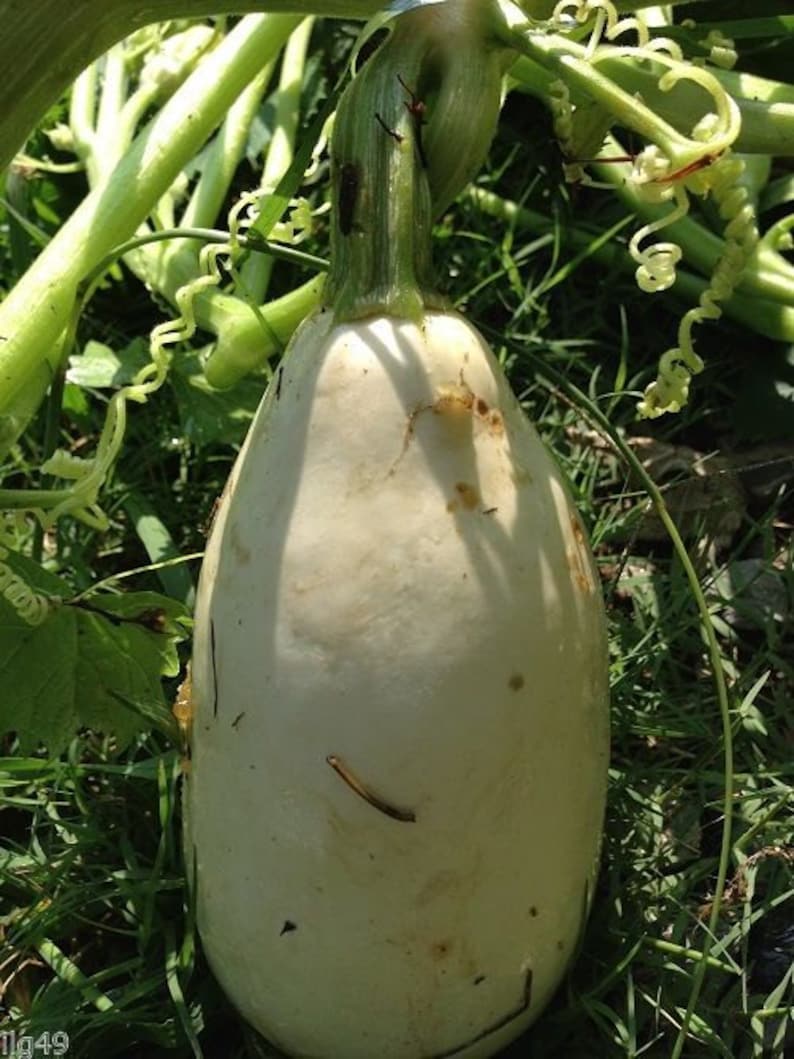 7 Mexican White Squash Seeds1292 Etsy