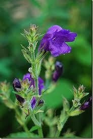 7 Giant Purple Ram Horns Seeds-1044A