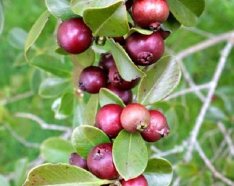 7 Dwarf Pineapple/Strawberry Guava Seeds-1080