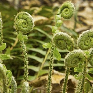 20 Tall Fernleaf Fiddleneck Seeds-1161B image 2