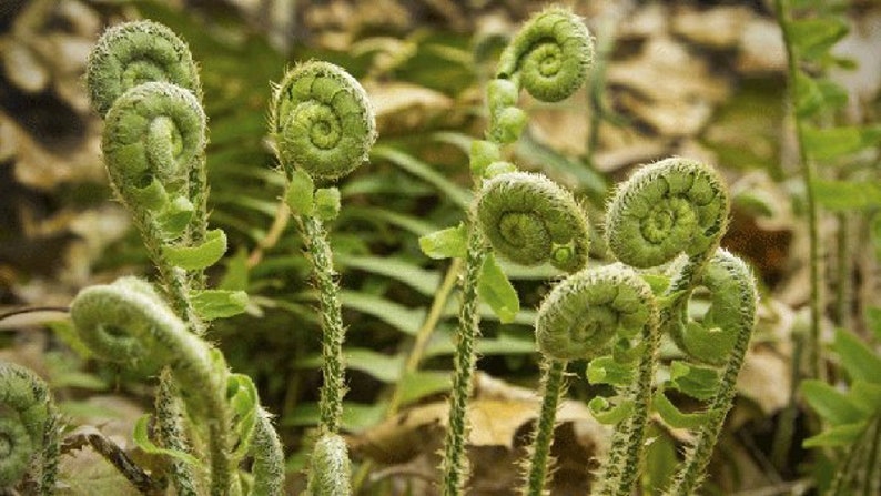 20 Tall Fernleaf Fiddleneck Seeds-1161B image 2