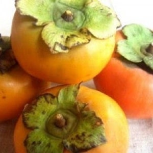 4 American Persimmon seeds-1010A