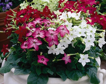 25 Flowering Jasmine Seeds-1355