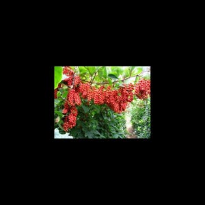 7 Schisandra Chinensis herb Seeds-1322