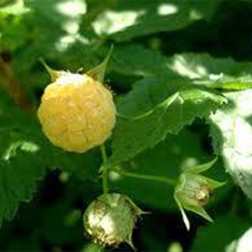 25 White Raspberry Seeds-1277 - Etsy