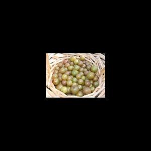 5 Red Concord Grape fruit Seeds-1294 image 1