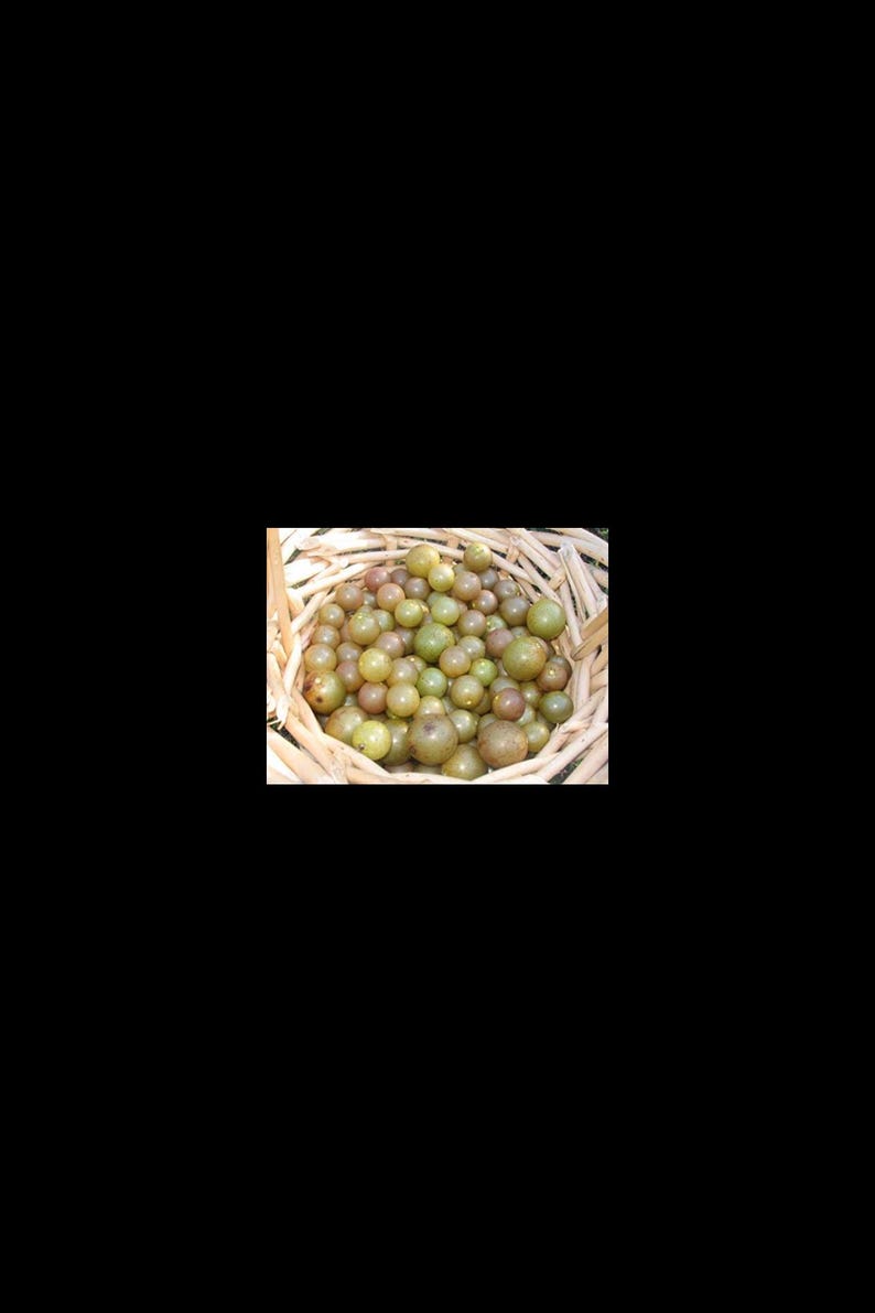 5 Red Concord Grape fruit Seeds-1294 image 1