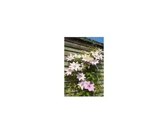 7 Pink Clematis Vine Seeds-1218