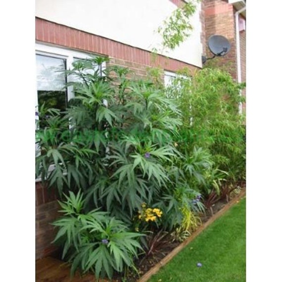 5 Kangaroo Apple Tree Seeds 1235 Etsy