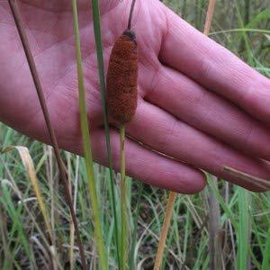 25 Dwarf Cat Tails plant Seeds-1196