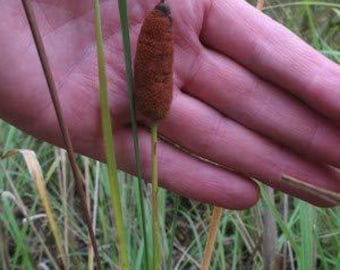 25 Dwarf Cat Tails plant Seeds-1196