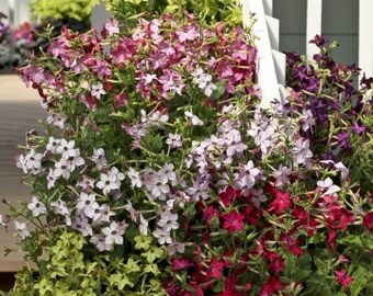25 Flowering Jasmine Seeds-1355 - Etsy