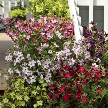 25 Flowering Jasmine Seeds-1355 - Etsy