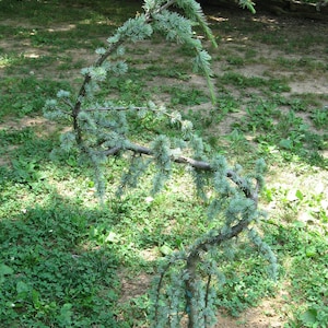 15 African Dwarf Weeping Blue Cedar Tree Seeds-1011