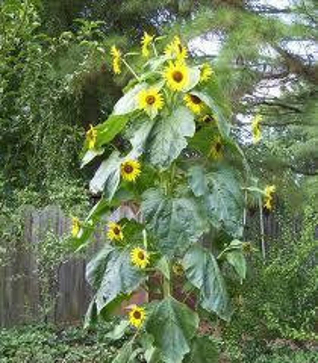 15 King Kong Sunflower Seeds1259 Etsy