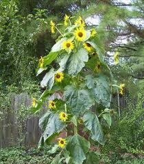7 King Kong Sunflower Flower Seeds-1259 - Etsy Canada