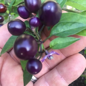 May include: A close-up of a hand holding a cluster of small, round, dark purple peppers. The peppers are attached to a green stem with small green leaves.