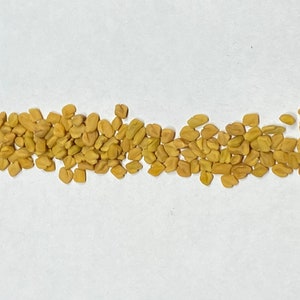 20 Fenugreek herb seeds #1392