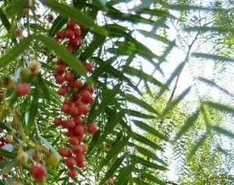 7 Peruvian Pepper Tree Seeds-1002