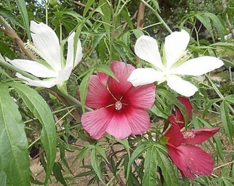 10 Giant Texas Star Hibiscus Seeds-1075A