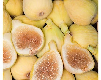 5 Dwarf Honey Fig Seeds-1087