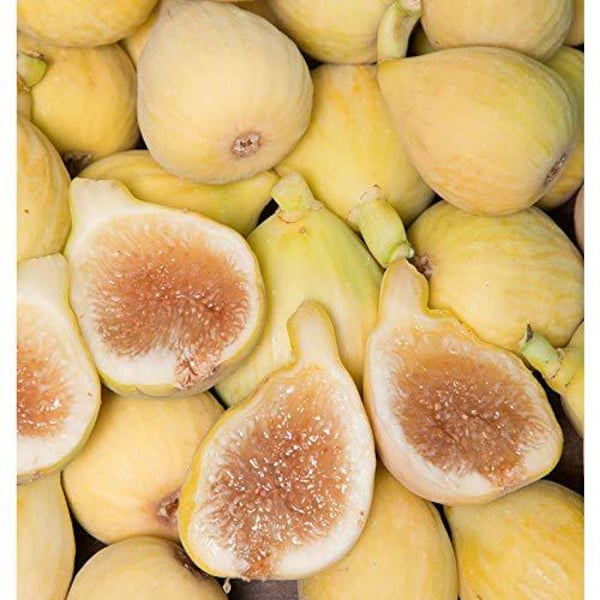 5 Dwarf Honey Fig Seeds-1087