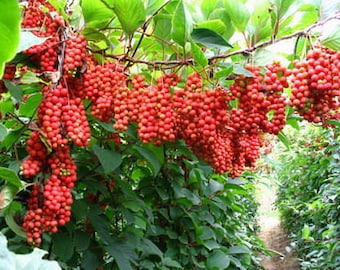 7 Schisandra Chinensis herb Seeds-1322