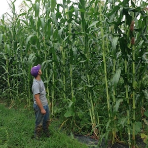 35 Tall Giant Goliath White Corn Seeds-1206