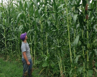 35 Tall Giant Goliath White Corn Seeds-1206