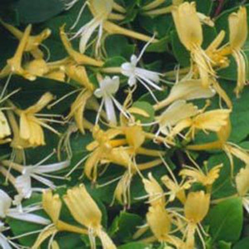 5 Japanese Honeysuckle bush Seeds-1184 image 1