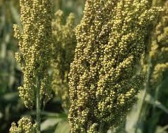100 World's Fastest Growing Sorghum grain Seeds-1260