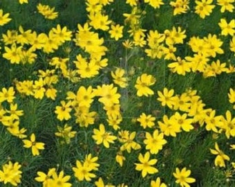 15 Giant Yellow Coreopsis Seeds-1055