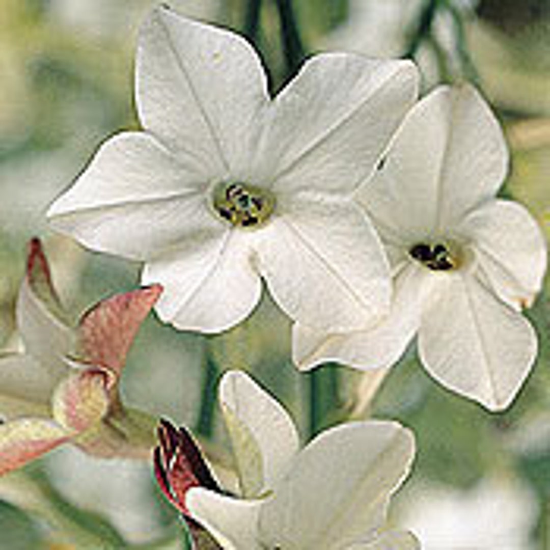 25 Aztec Jasmine Flower Seeds-1009 - Etsy