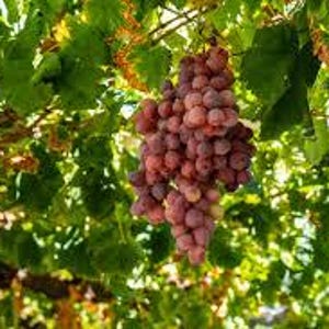 5 Red Scuppernong/Muscadine Grape fruit Seeds-1230 bild 2