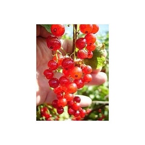 15 Red Currant berry Seeds-1223