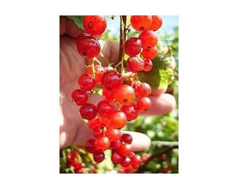 15 Red Currant berry Seeds-1223