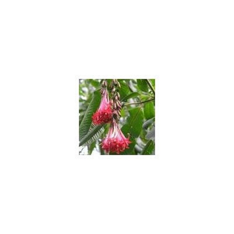 5 Bolivian Fuchsia Flower Seeds-1126 image 1