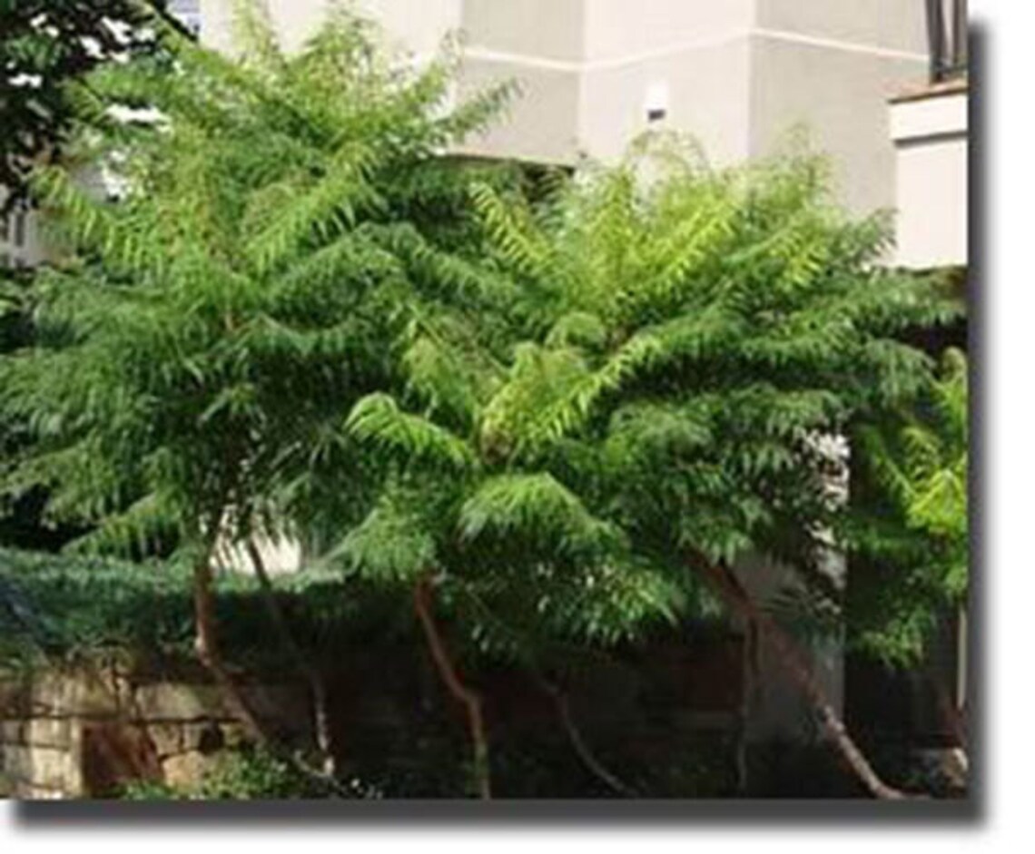 20 Smooth Sumac Tree Seeds1221 Etsy