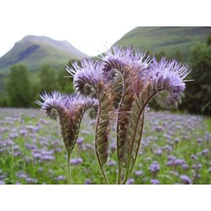 20 Tall Fernleaf Fiddleneck Seeds-1161B