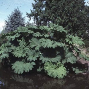 7 Gunnera Manicata Seeds-1042