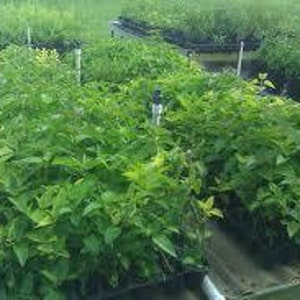 May include: Close-up of several trays of green plants, likely seedlings, ready for planting. The plants are in black plastic trays with white labels.