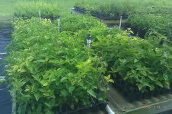 5 Aztec Dream Herb Seed-1269