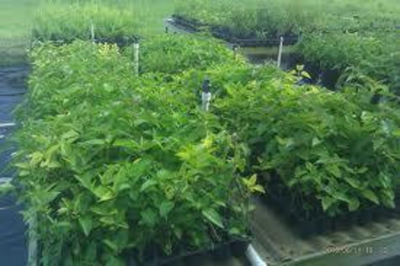 May include: Close-up of several trays of green plants, likely seedlings, ready for planting. The plants are in black plastic trays with white labels.