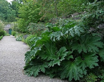 7 Gunnera Manicata Seeds-1042