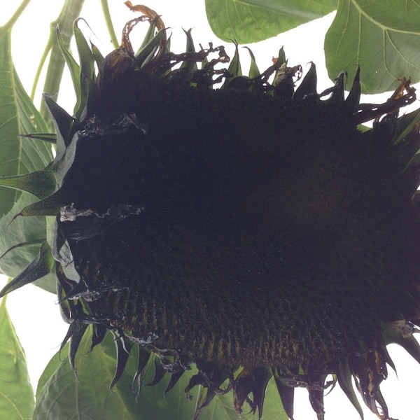 7 Giant Black Sunflower Seeds-1148A